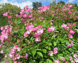 Fototapeta premium small pink garden roses on a bush against a blue sky