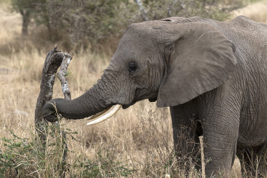 Elephant close up of head feeding