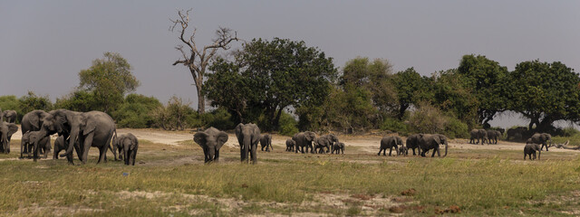 Elephant herd standing in the savannah