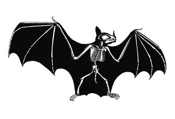 Bat Skeleton Diagram &ndash; Layered Vector 