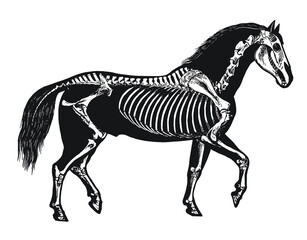 Horse Skeleton Diagram – Layered Vector 