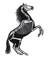 Horse Skeleton Diagram &ndash; Layered Vector 