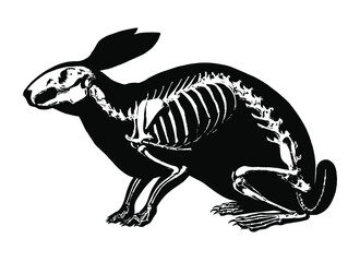 Rabbit Skeleton Diagram – Layered Vector 