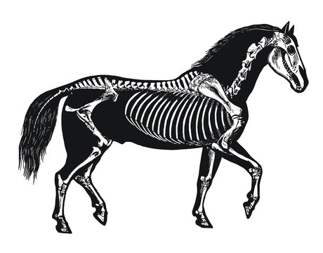 Horse Skeleton Diagram &ndash; Layered Vector 