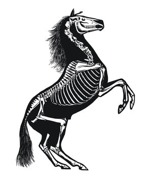 Horse Skeleton Diagram – Layered Vector 
