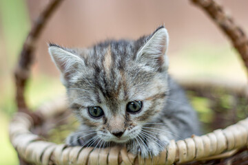 Cute Little grey striped kitten in an old wicker basket.	