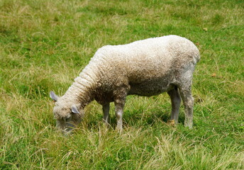 A sheep eating grass on a ground during a sunny day