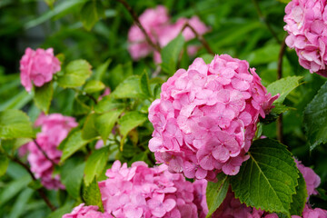 ピンクのあじさい　梅雨イメージ　しずく