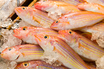 イトヨリ　イトヨリダイ　鮮魚