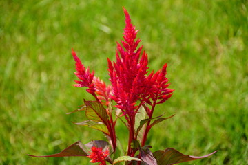 Beautiful and fluffy red Celosia flower, also known as Cock's Comb