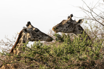 Giraffe close up of two heads feeding