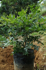 green tree in the black plastic pot