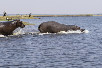 Fototapeta premium Hippo Hippopotamus running into the river