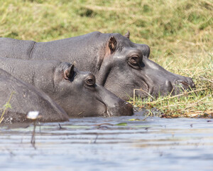 Hippo Hippopotamus close up of faces