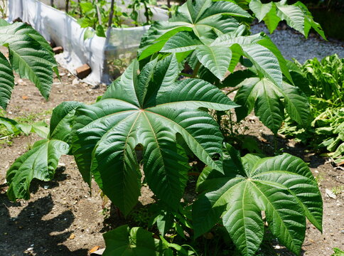 Big Green Leaves Of Castor Beans Plant