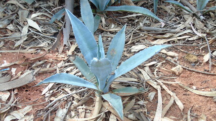 close up view of a fish