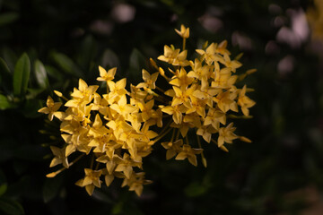 yellow flower in the garden