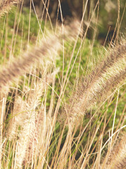 Wheat moved by the wind