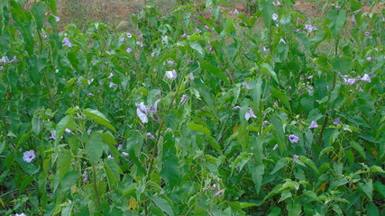 green grass in the wind