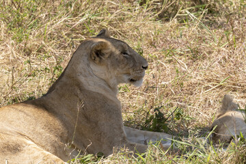 Lioness close up of head