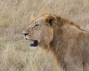 Obraz na płótnie Canvas Male Lion close up of head