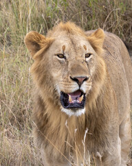Obraz na płótnie Canvas Lion male close up of head