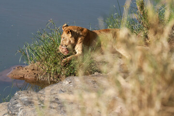 Lion cleaning his paws