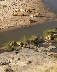 Lion pride down in the river, one feeding on a kill