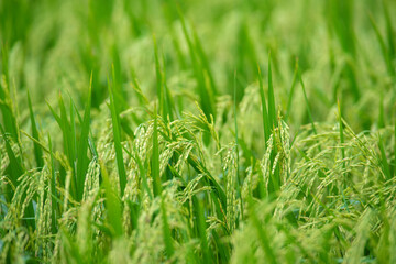 Jasmine rice grains are the best rice in the world.