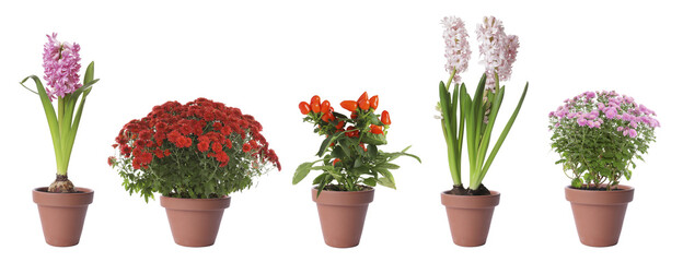 Set of blooming plants in flower pots on white background. Banner design