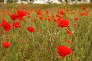 Beautiful red poppy flowers growing in field