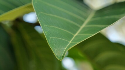 Follow the leaf pattern, nature detail background