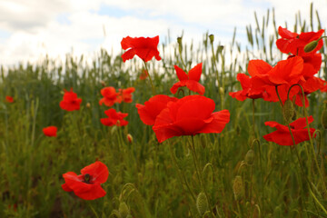 Fototapeta na wymiar Beautiful red poppy flowers growing in field, closeup