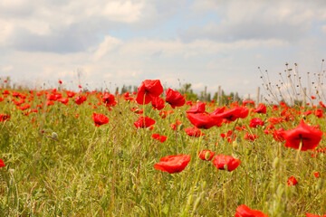 Beautiful red poppy flowers growing in field