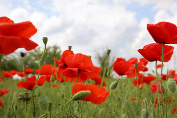 Fototapeta na wymiar Beautiful red poppy flowers growing in field, closeup