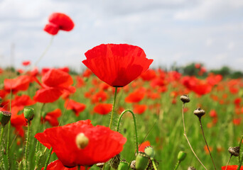 Beautiful red poppy flowers growing in field, closeup