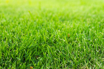 Close up fresh green grass field.