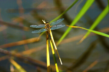 A dragonfly rests on a sedge stalk on the river Bank.