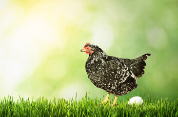 Beautiful chicken and egg on green grass