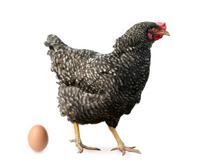 Beautiful chicken and egg on white background