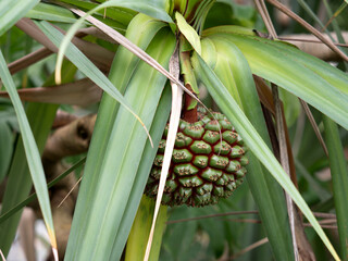 ビヨウタコノキ
