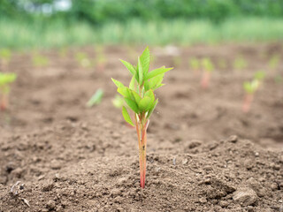 モロヘイヤの苗