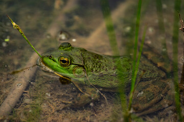 Green Frog
