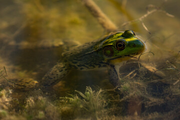 Green Frog