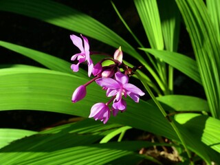 Purple Flower Between Leaves