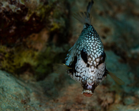 Smooth Trunkfish