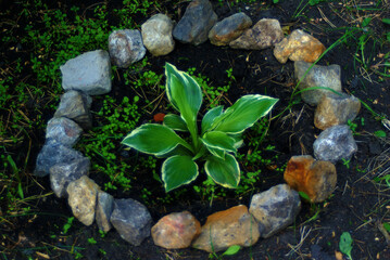 Green Hosta in a makeshift flowerbed fenced with granite stones.