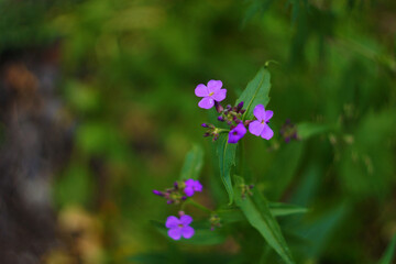 Cute little flowers among thick green foliage.
