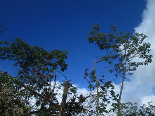 clouds and tree middle of the mountain 