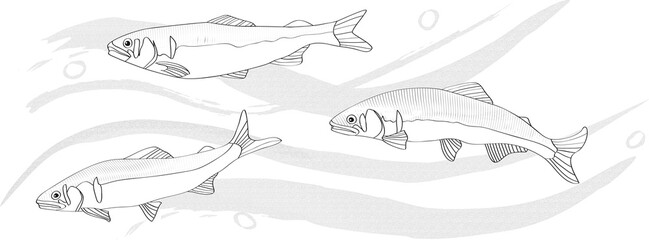 清流を泳ぐ鮎の線画イラスト　モノクロ
